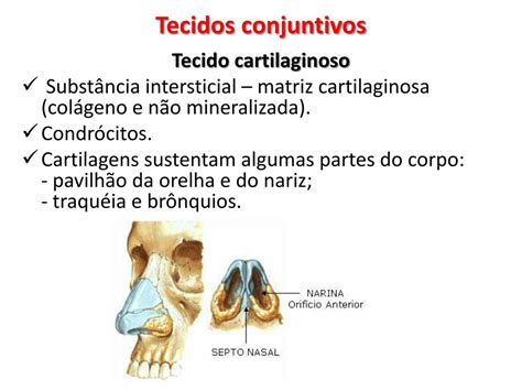 Ppt Ba Tecidos Conjuntivos E Imunidade Powerpoint Presentation