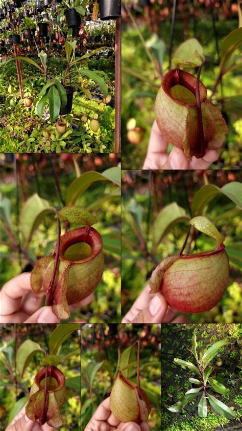 Nepenthes Viking X Ampullaria Plants Flowers Bird Feeders