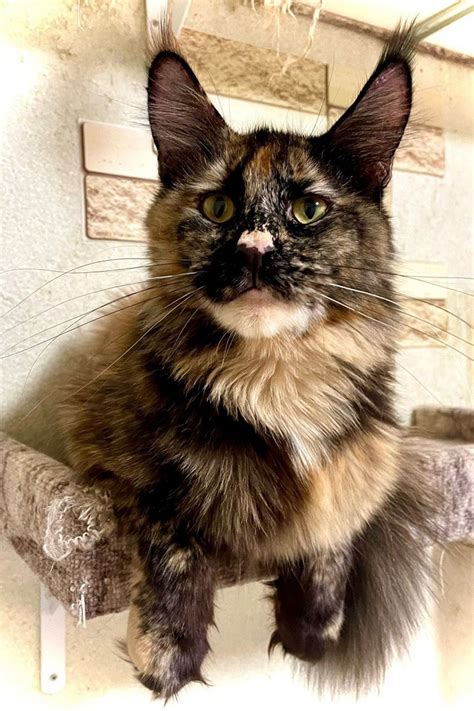 Dakota European Maine Coon Cat Mastercoons Cattery