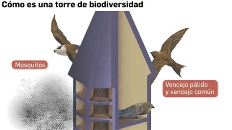 Colocan una Torre Nido en un pueblo para combatir a los mosquitos útil