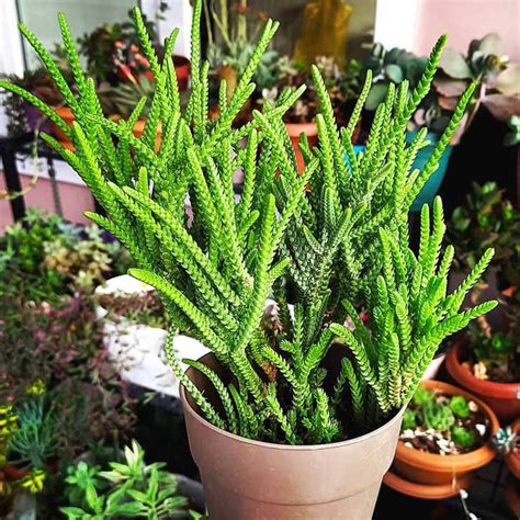 Crassula Muscosa Cord N De San Jos Lo Que Debes Saber