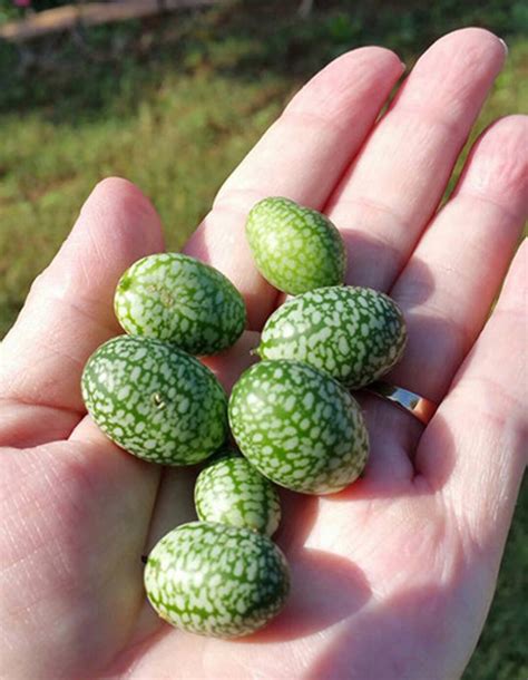 Cucumber Seeds Mexican Sour Gherkin Cucumber Melothria Scabra
