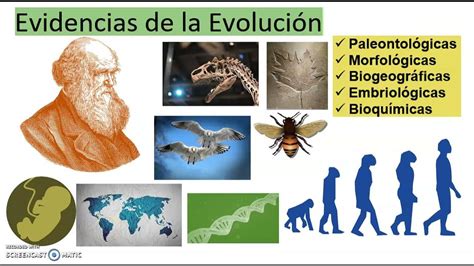 CuÁles Son Las Evidencias De La EvoluciÓn Youtube