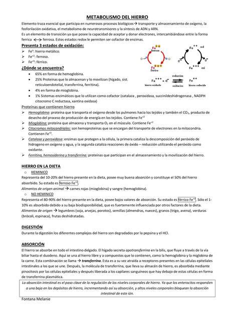 Metabolismo Del Hierro Melanie Fontana UDocz