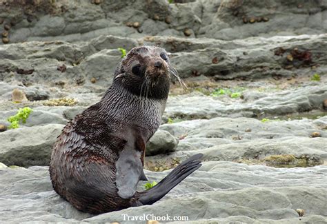 Irresti: Kaikoura Seal Colony Walk