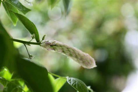 A Step By Step Guide To Planting Wisteria Seeds Farmhouse Blooms