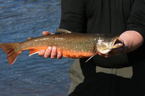 Omble chevalier Poissons d eau douce du Québec iNaturalist