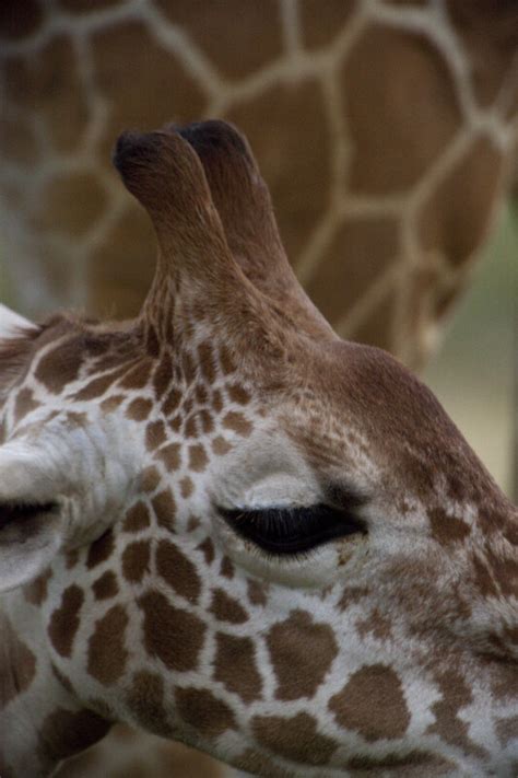 Giraffe Horns | ClipPix ETC: Educational Photos for Students and Teachers