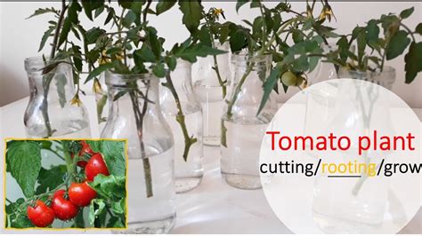 How To Grow Tomato Plant In Water From Cutting Rooting Propagating