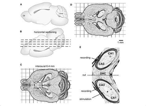 | The preparation of bilateral hippocampal slices. (A,B) Cartoons ... 