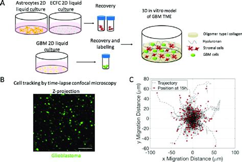 Experimental Setup To Analyze GBM Migration In 3D Co Culture With