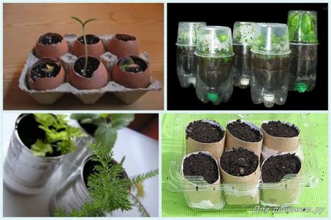 10 бесплатных ёмкостей для рассады | Для дачников.ру