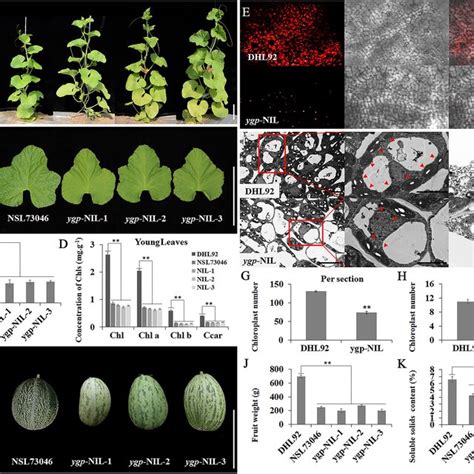 Morphological And Cytological Characterization Of Wild Type WT Inbred