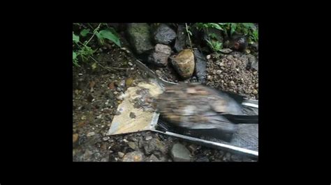 Промывка золота на разведочном шлюзе #золото #шлюз #фракция - YouTube