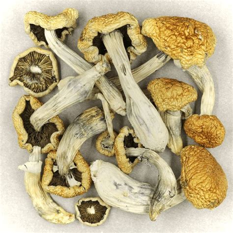 Buy Albino Burma Mushroom Strain Online