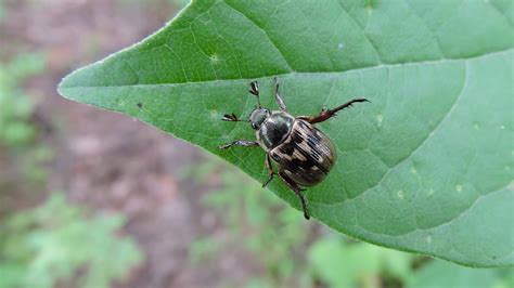 Oriental Beetle Exomala Orientalis Dscn8467 2014 07 1 Flickr