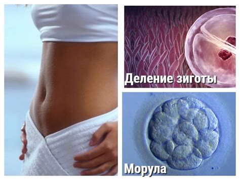 3 недели беременности. Что происходит на этой неделе?