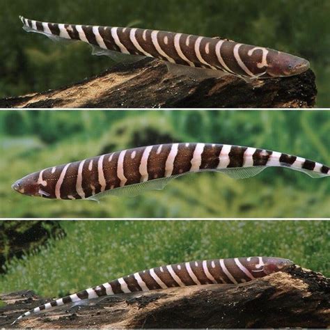 Zebra Knifefish Gymnotus Stenoleucus Super Rare Amazon Live Fish