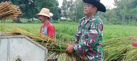 Bentuk Kepedulian Pada Warga Binaan Babinsa Rubaru Bantu Petani Panen