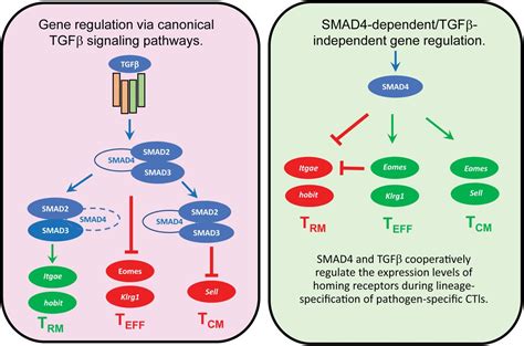 Smad4 And Tgfβ Are Architects Of Inverse Genetic Programs During Fate