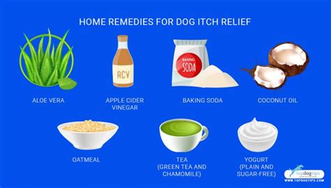 Top 5 Best Itch Relief For Dogs Itchy And Hotspots Top Dog Tips