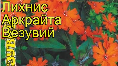 Лихнис обыкновенная Везувий. Краткий обзор, описание характеристик ...