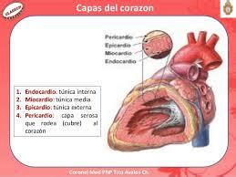 Capas Del Corazón : Capas Del Corazón