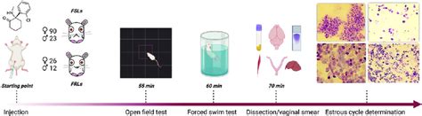 Timeline Of The Experiment Download Scientific Diagram