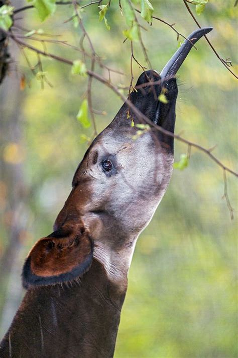 An okapi and his tongue | Okapi, Interesting animals, Giraffidae