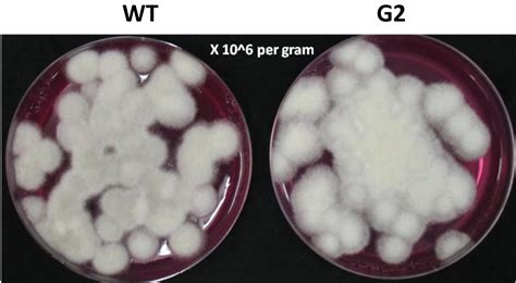 Frontiers A Novel Seed Dressing Formulation Based On An Improved