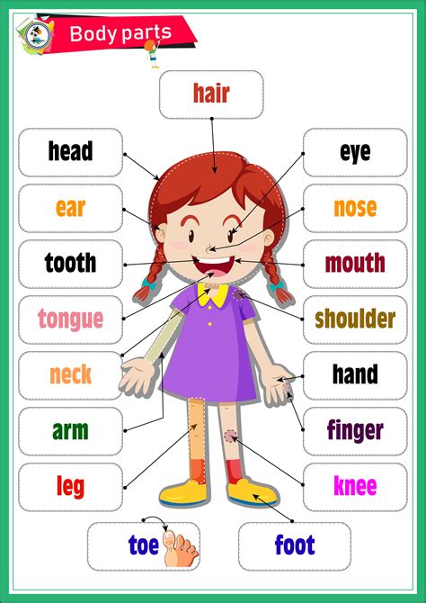 Body Parts Lesson Plan Esl