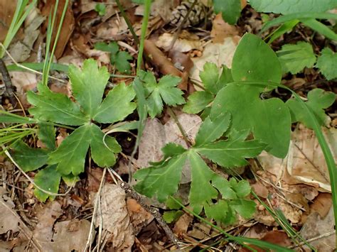 Sanicula Europaea Fr Sanicle D Europe En Wood Sanicle Flickr