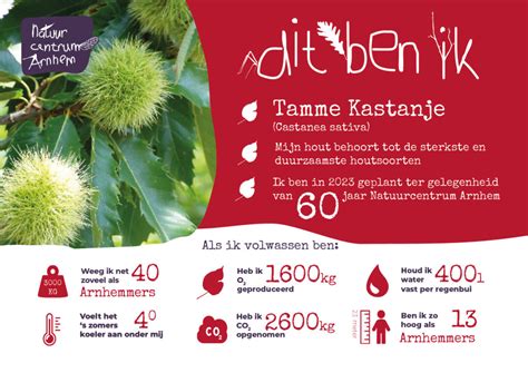 Natuurcentrum Arnhem Tamme Kastanje