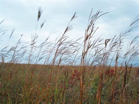 Big Bluestem | Hamilton Native Outpost