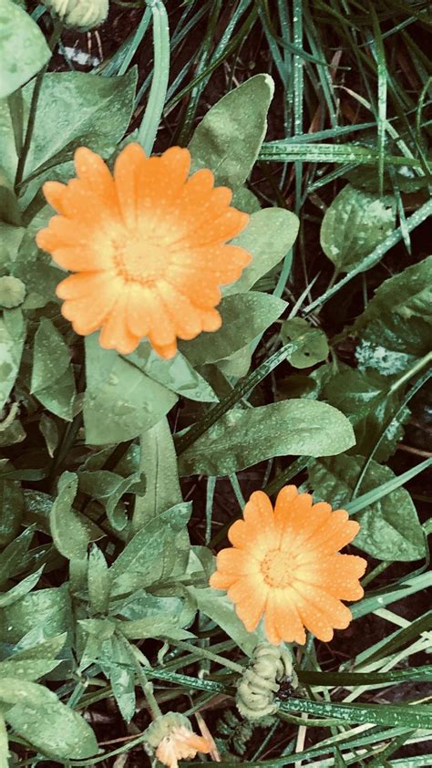 Оранжевый цветок | Plants, Garden