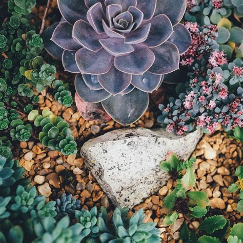 Succulent Wallpapers - Wallpaper Cave