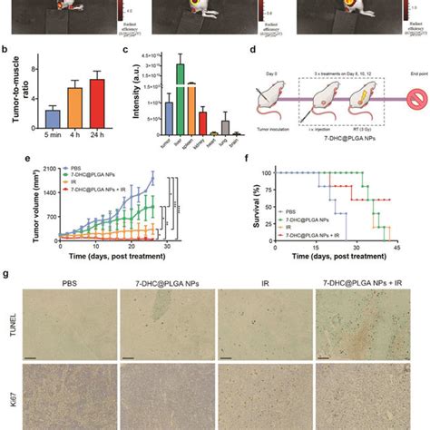 Evaluate Radiosensitizing Effects In Vivo In Ct Tumor Bearing Nude