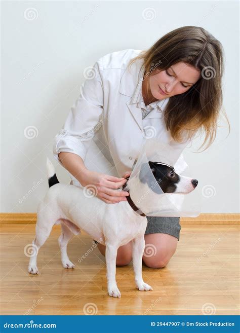 Veterinarian Put Protective Cone To Dog Stock Image Image Of Medicine