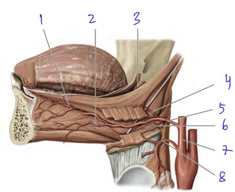 lingual artery and its branches, left lateral view Flashcards | Quizlet