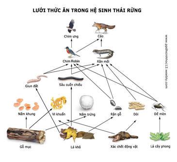 Học cách Vẽ sơ đồ từng chuỗi thức ăn đơn giản dễ nhớ