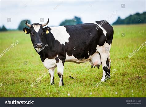 Cow For Milk Production , On The Field, Stock Photo 521104225 ...