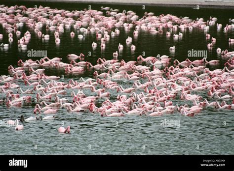 Flamingos On Crater Lake Lake Naivasha Kenya Stock Photo Alamy