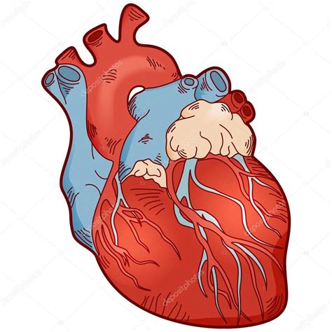 Anatomy human heart — Stock Vector © LukAlex #107754452