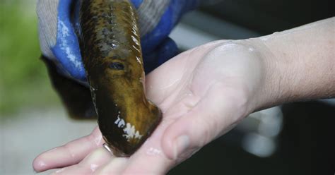 Scientists Monitor Juvenile Sea Lampreys On St Clair River