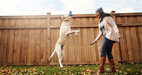 simple ways    dogs mental health bechewy