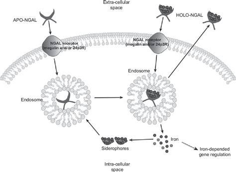 Figure From Neutrophil Gelatinase Associated Lipocalin Ngal As