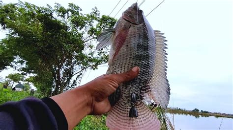 Mancing Nila Babon Berotanya Bikin Ketagihan Mancing Nila Spot