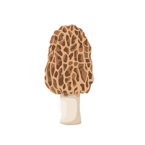 Flat Vector Of Morel Mushroom Isolated On White Background Flat