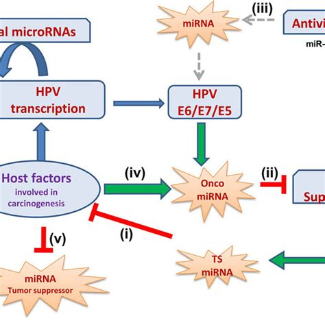 Schematic Representation Of Potential Mirna Mediated Regulatory Download Scientific Diagram