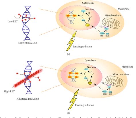 Figure From The Determinant Of Dna Repair Pathway Choices In Ionising